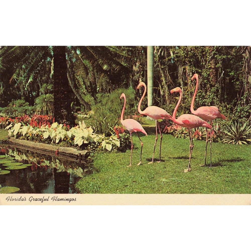Vtg Florida's Graceful Flamingos Postcard McKee Jungle Gardens Vero Beach FL